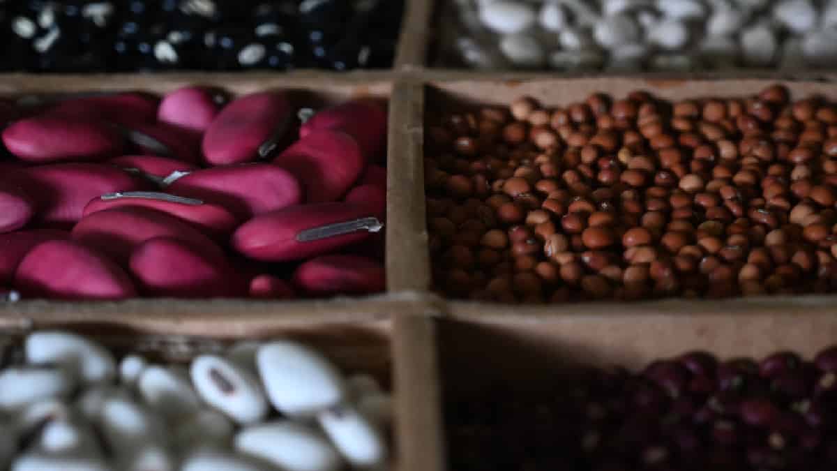 Pronóstico récord para la producción de granos en Brasil, con impulso de la soja