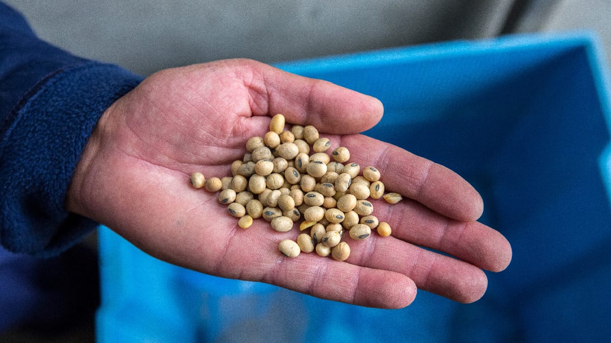 Maíz y soja cerraron con un ligero repunte en Chicago