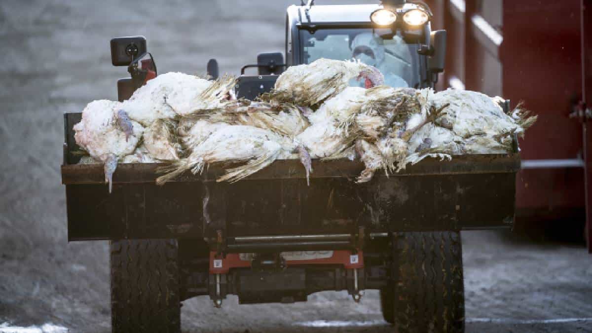 Francia sacrificará millones de animales por gripe aviar