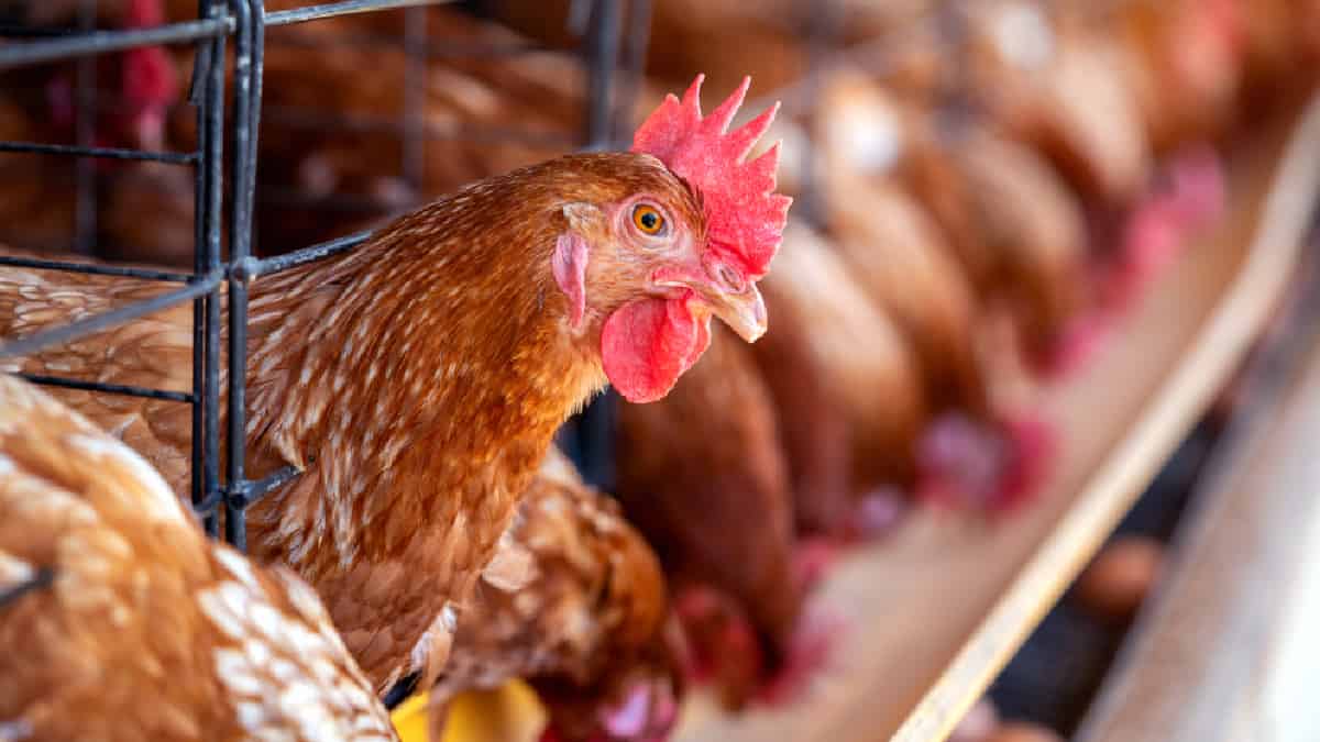 Francia sacrificará millones de animales por gripe aviar