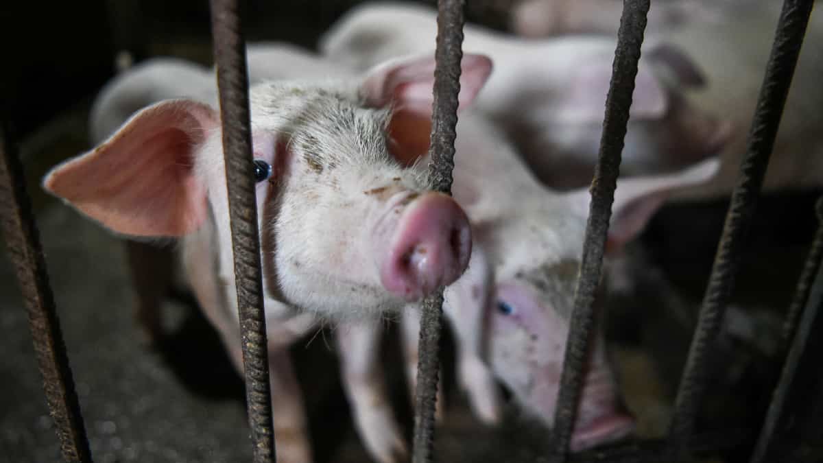 Registran un caso de gripe porcina africana en el norte de Italia