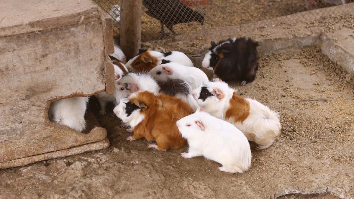 Hong Kong: decisión de sacrificar a los hámsteres causa indignación