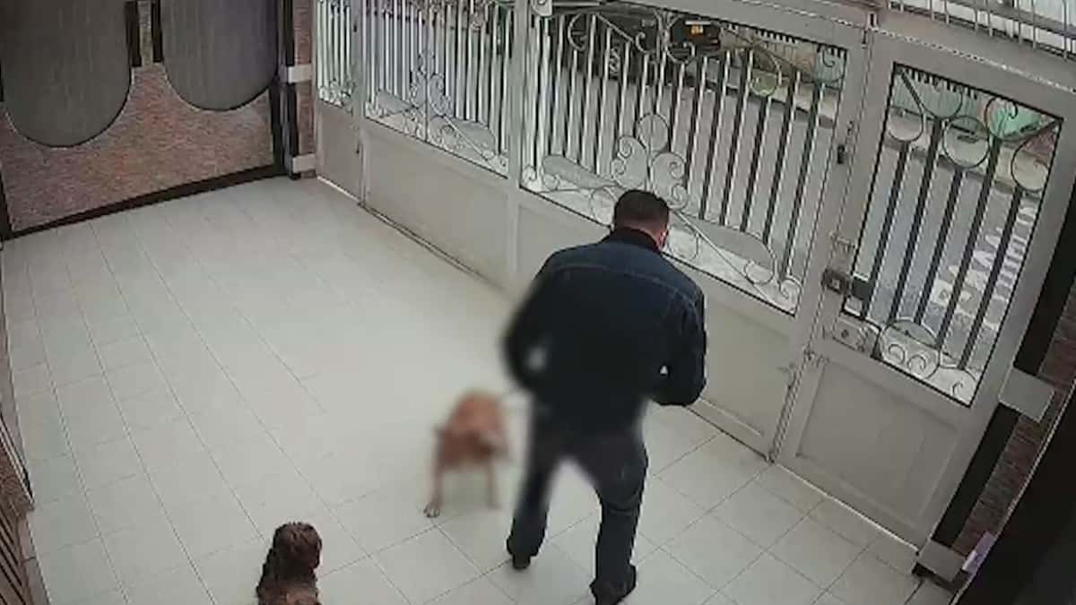 Hombre fue judicializado por golpear a su perro