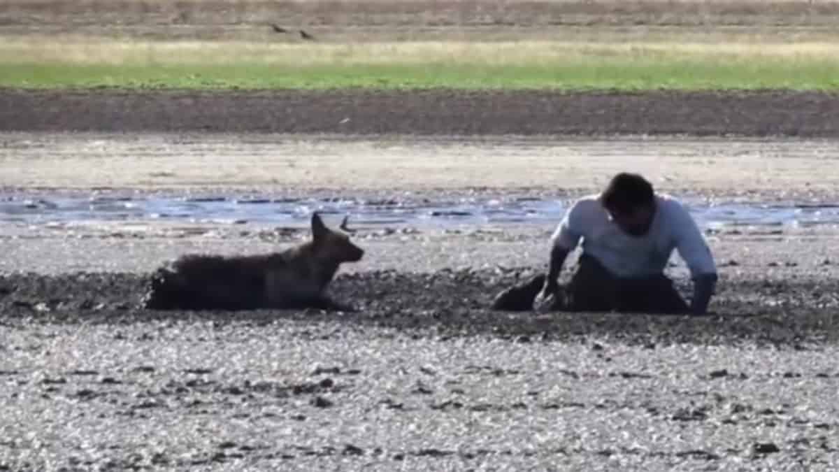 Foto: Captura del video. Hombre se lanzó a lodazal para rescatar a una perra que estaba siendo acechada por buitres.