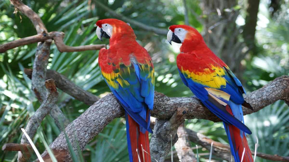 Honduras busca repoblar Centroamérica con guacamayas rojas.