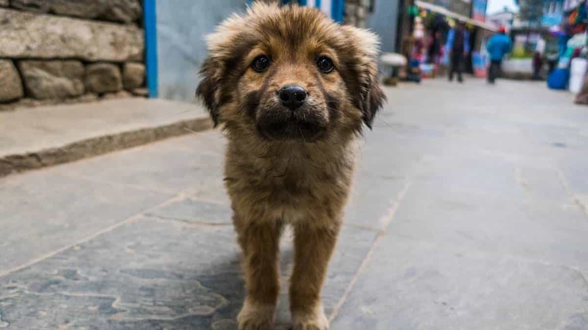 Hospital gratis para animales callejeros en Bogotá