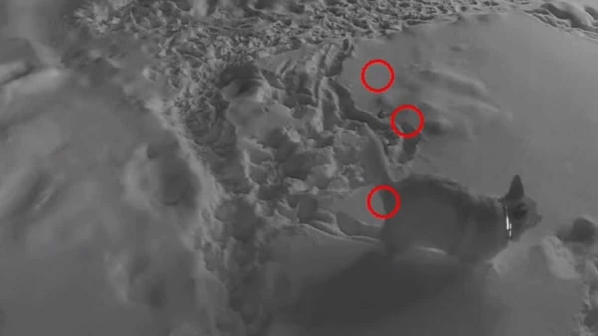 La IA que indica dónde están las heces de tu perro