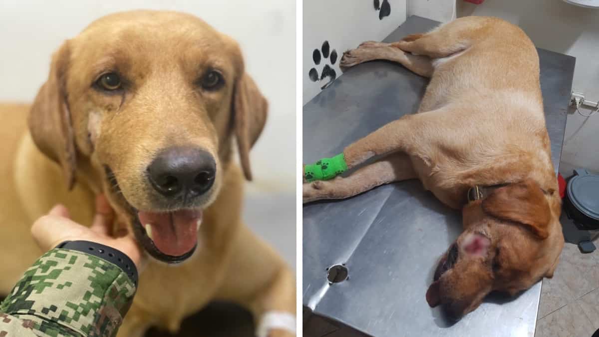 Perro del Ejército fue herido en combate