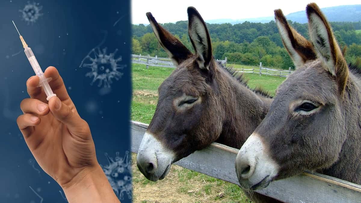 Científicos adelantan investigación anticovid con anticuerpos de burros y alpacas