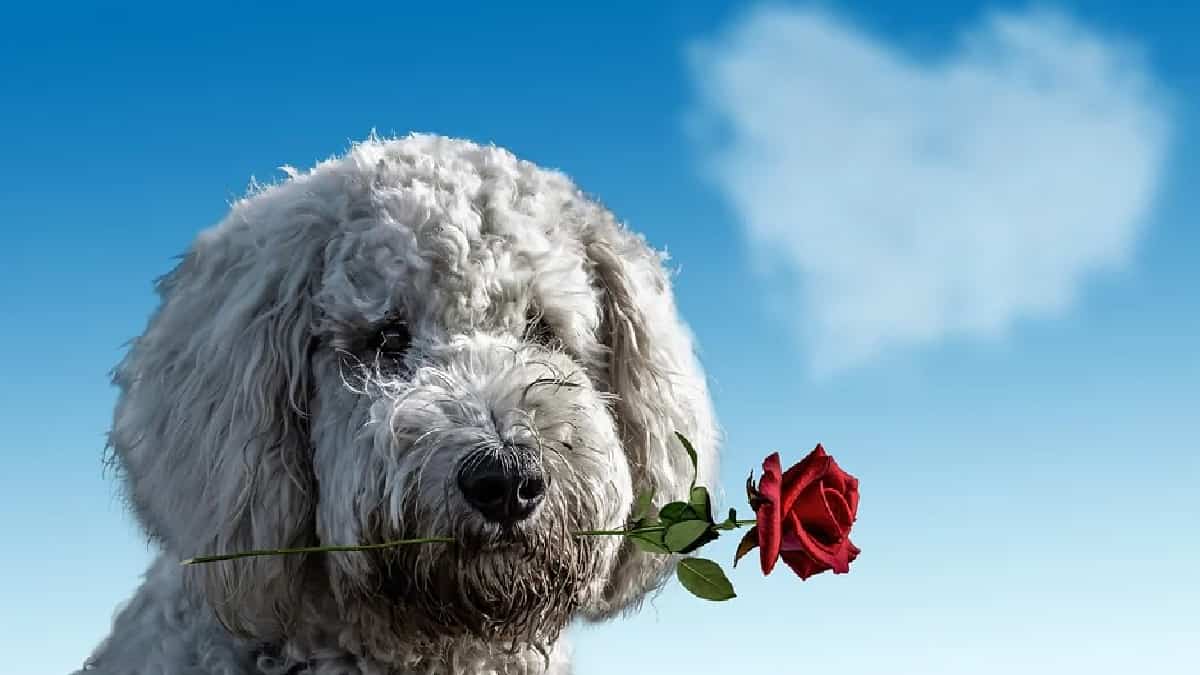 Jornada de adopción de perros y gatos en Bogotá