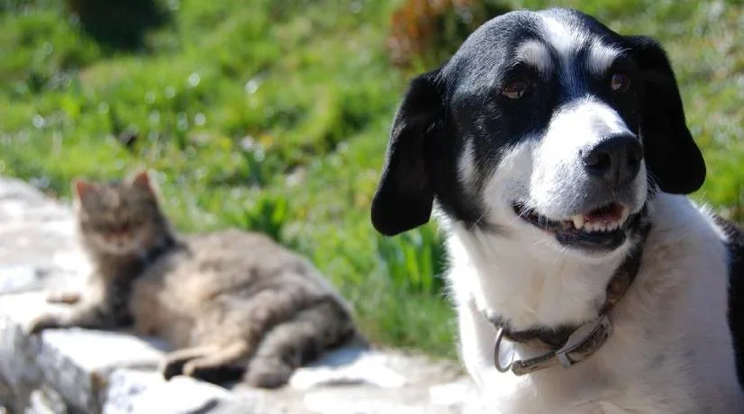 Jornada de adopción de animales en Cali