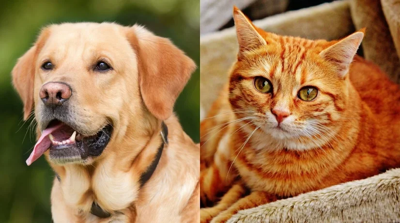 Jornada de esterilización para perros y gatos