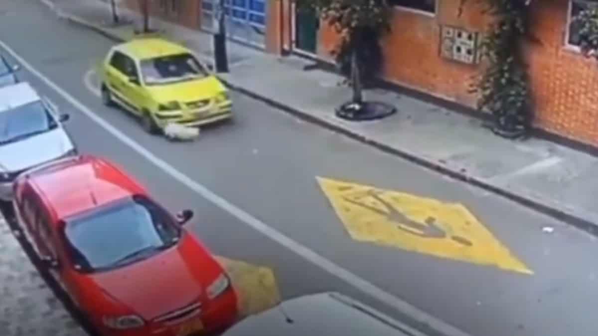 Judicializan a taxista que atropelló y mató a perrita en Bogotá