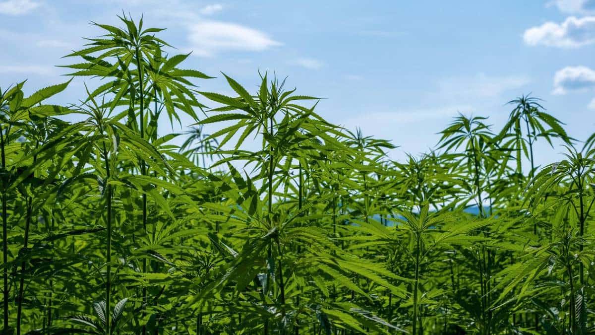 Regulación del cannabis en Tailandia