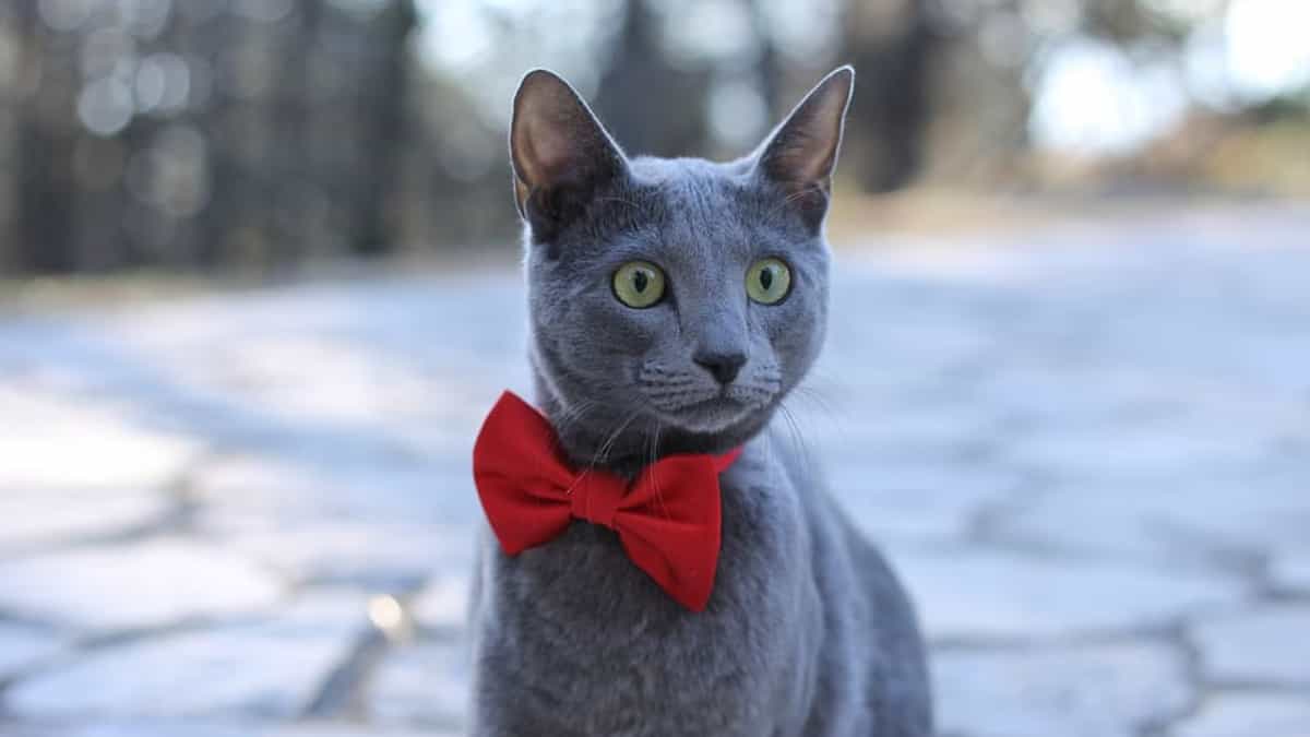 Las absurdas sanciones impuestas a Rusia por invadir a Ucrania