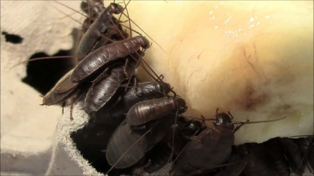 Leche de cucaracha es nutritiva según medio cubano