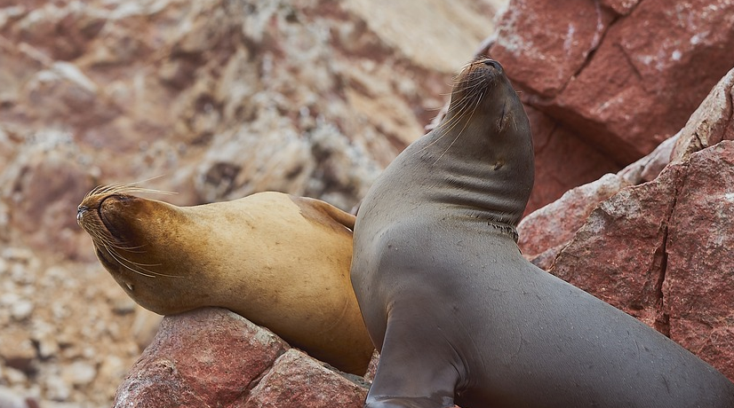 Video: lobos marinos y gaviotas se unen a una protesta de pescadores en Chile.