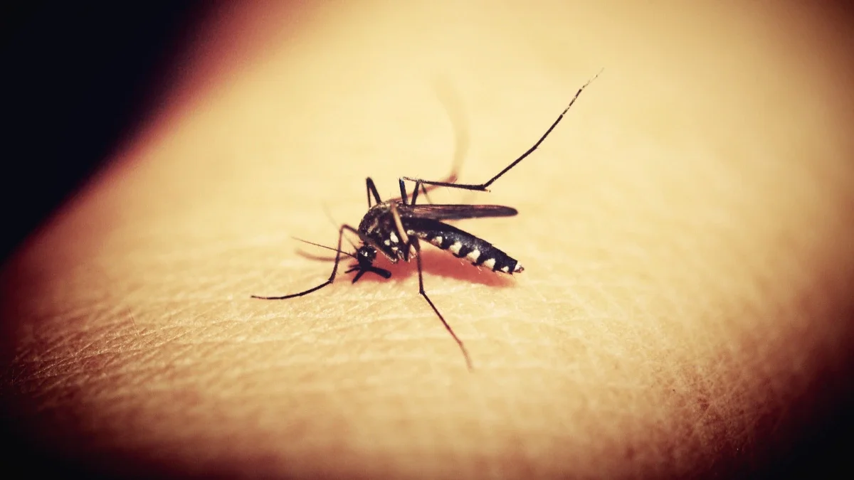 Cover image for OMS lanzó alerta por preocupante aumento de muertes por malaria