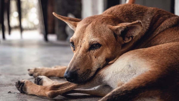 San Andrés y Providencia, “un paraíso para el turista, pero un infierno para los animales”