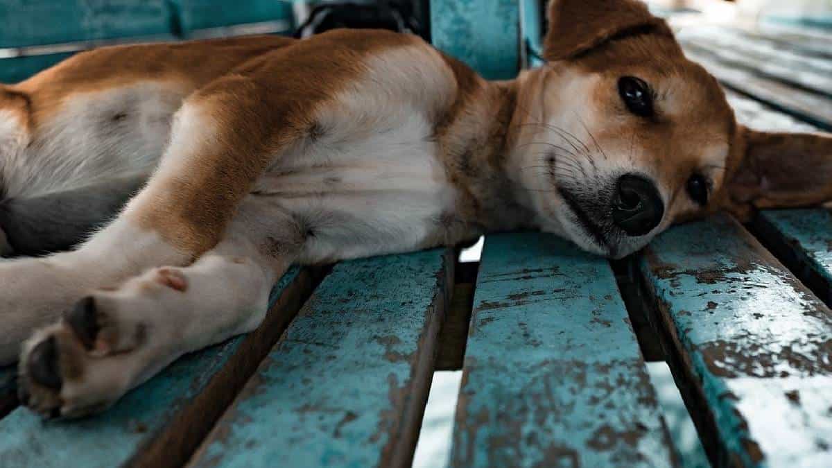 Fiscalía imputa a dos hombres por casos de maltrato animal