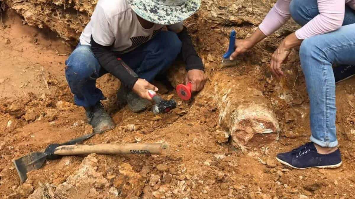 Descubren colmillo de mastodonte en Norte de Santander
