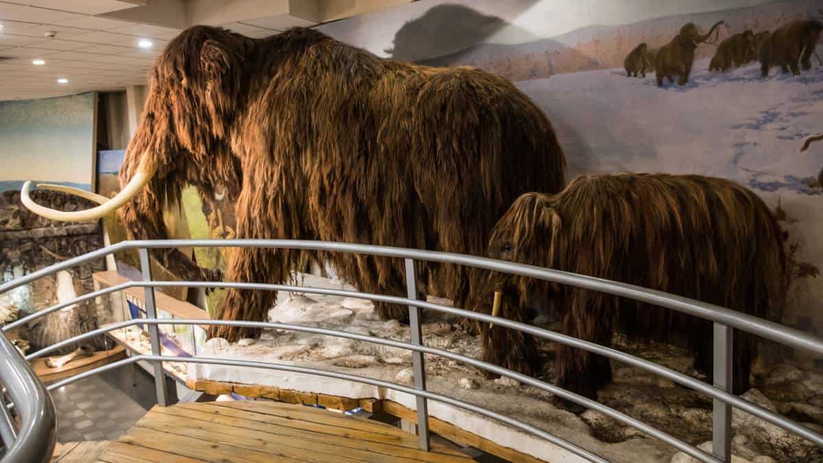 Empresa estadounidense intentará crear mamuts lanudos de laboratorio