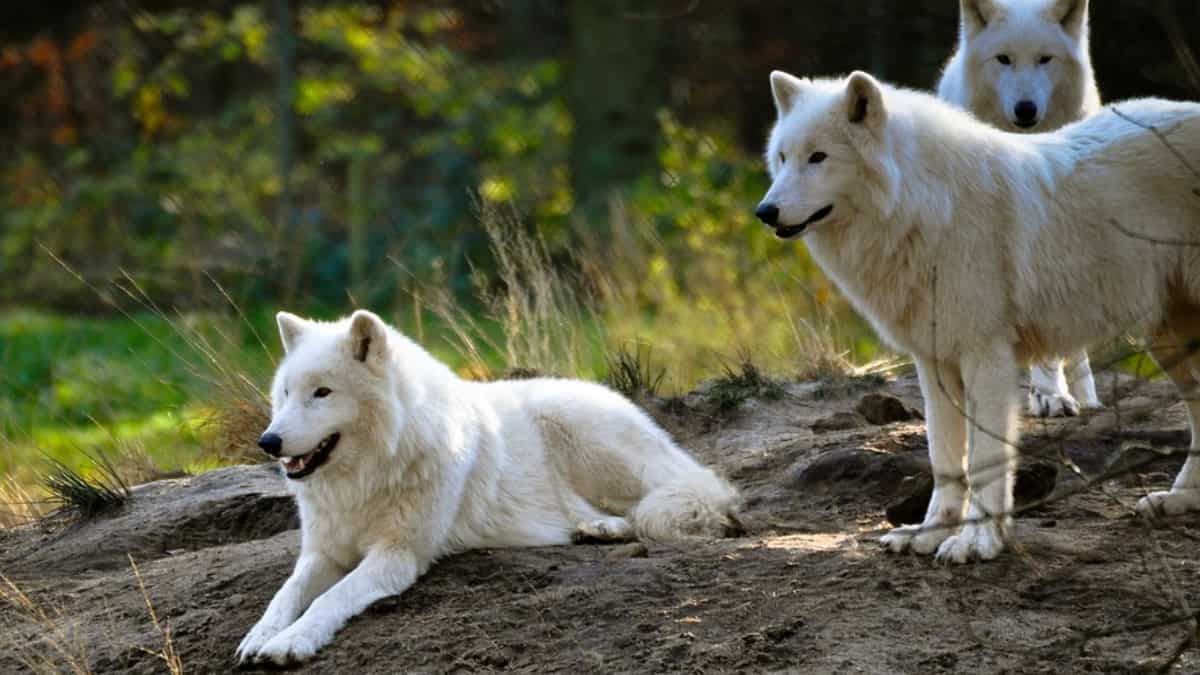 Manada de lobos se escapó de su jaula en reconocido zoológico