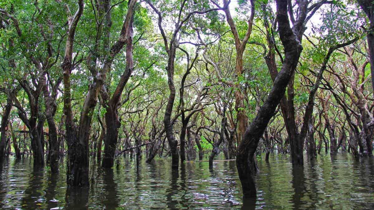Día Internacional del Manglar ¿cuál es la importancia de estos ecosistemas?