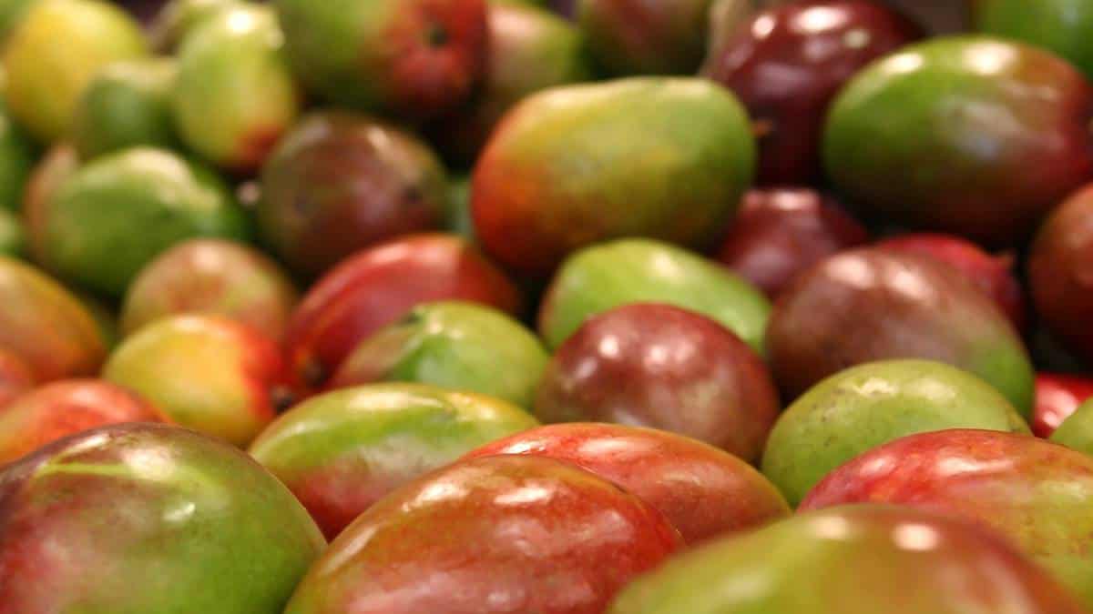 Alianza entre productores de mango de Cundinamarca y Postobón