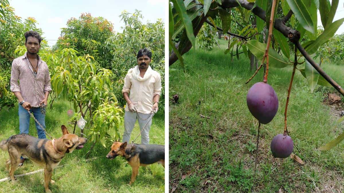 Sankalp y Rani Parihar cultivaron el mando más costoso del mundo