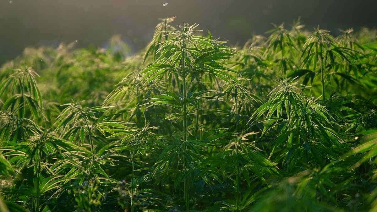 Pensaron que era un árbol de navidad pero en realidad eran plantas de marihuana