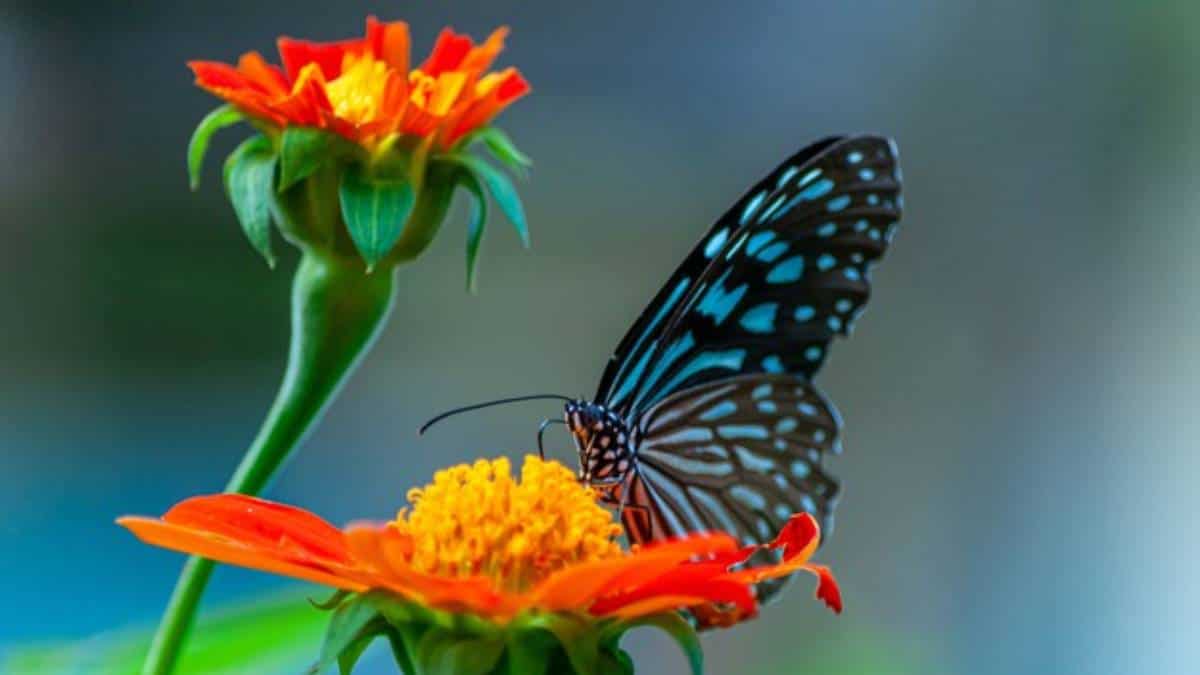 Colombia es el país con más especies de mariposas en todo el mundo, según estudio