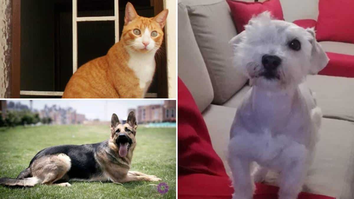 Mascotas perdidas en Bogotá