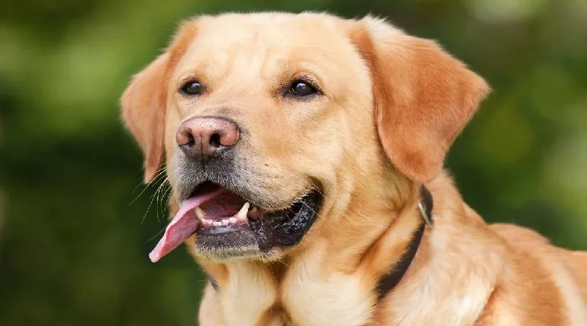 Un estudio basado en la realización de 10 tareas para medir aspectos cognitivos y conductuales, reveló cuál es la raza de perros más inteligente del mundo.