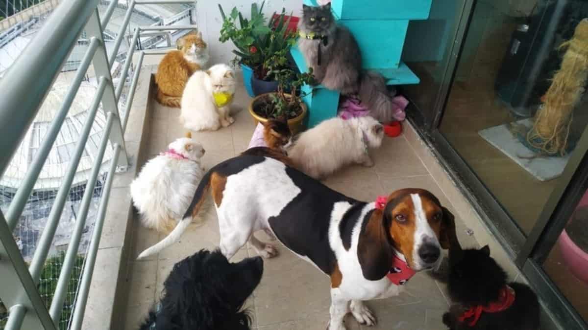 Petición para que el Congreso prohíba la pólvora sonora