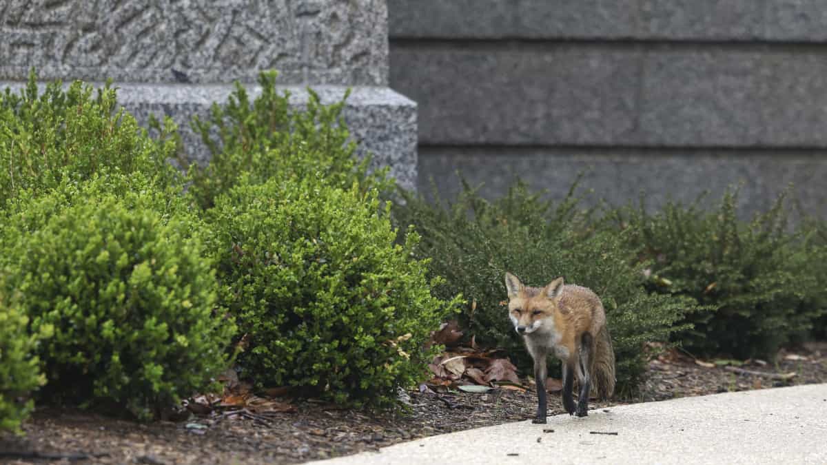 El zorro que puso a correr a la seguridad del Capitolio en Washington