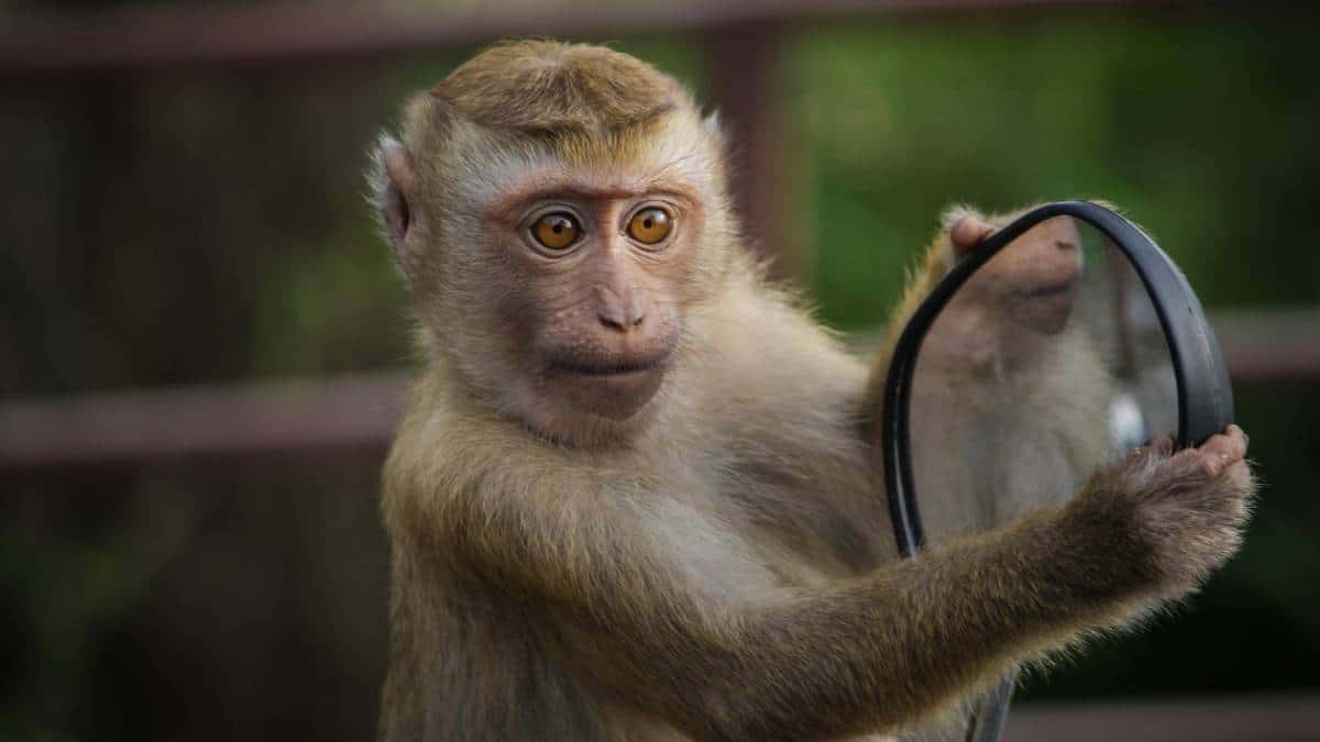 Mono de dos años robaba con un cuchillo en Brasil