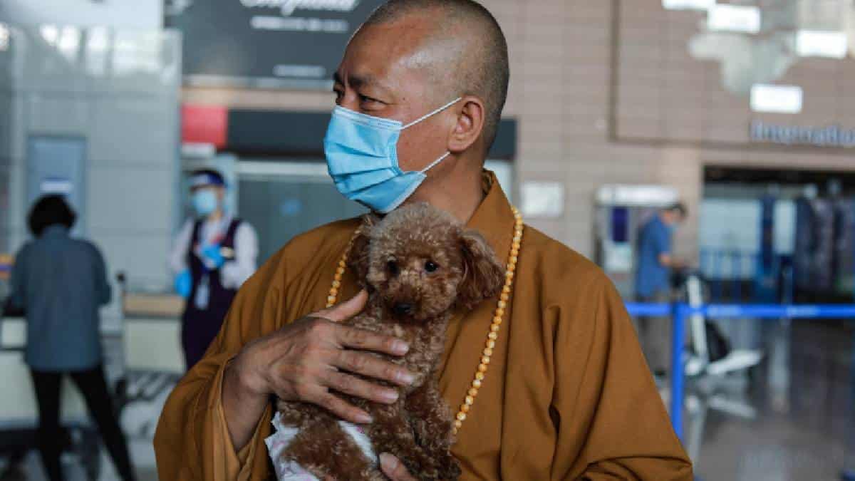 Varios de los perros que ha rescatado el monje han sido adoptados