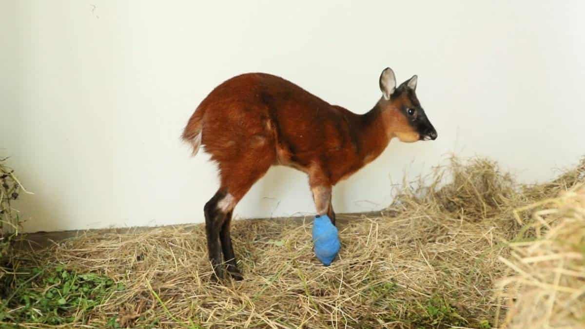 Venado rescatado en el norte de Bogotá