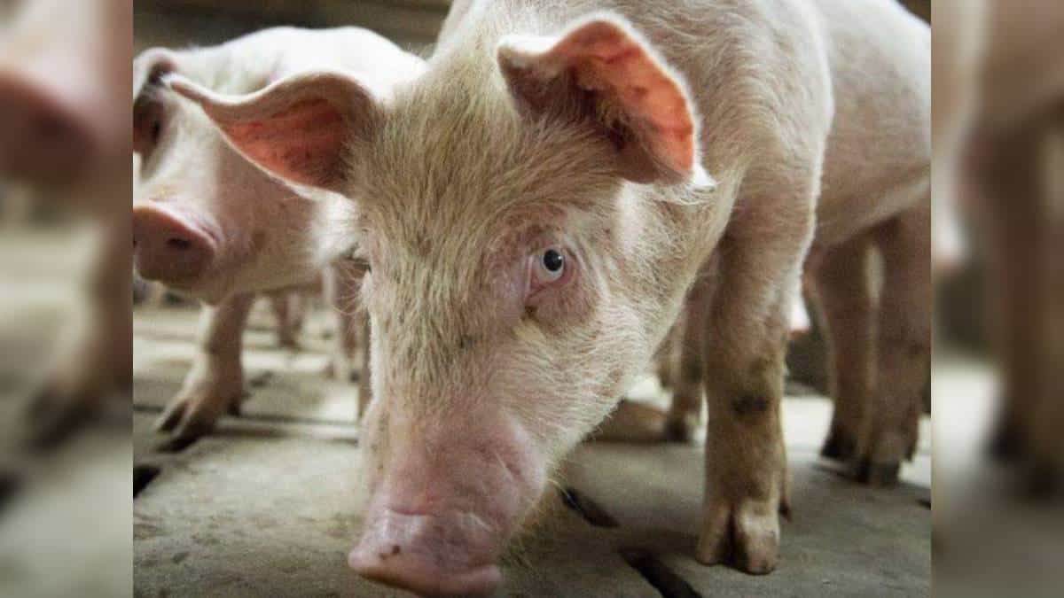 Actualmente la Peste Porcina Africana está presente en Asia, Europa del Este y África