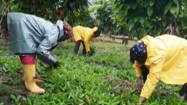 ¡Mujeres berracas! Cambiaron la coca por hierbas que les han permitido salir adelante