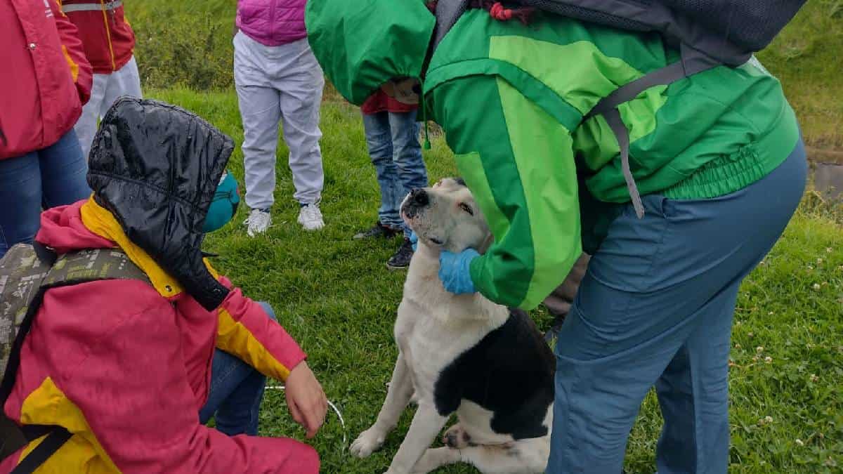 Jornada de adopción en Bogotá