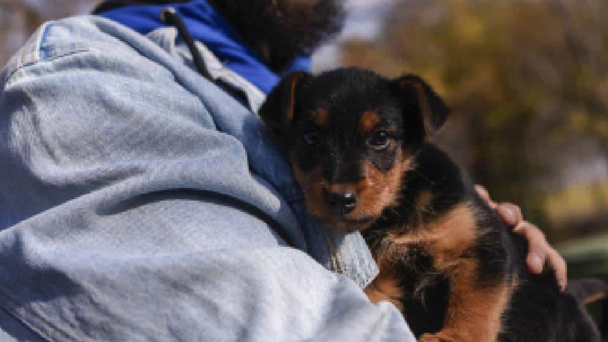 En video: perrito sufrió convulsiones por culpa de la pólvora