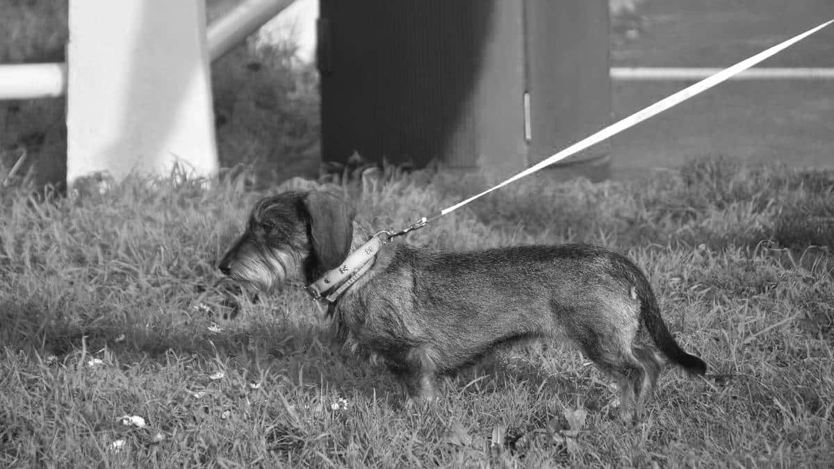 Niño se ahorcó con la correa de su perro en Soacha