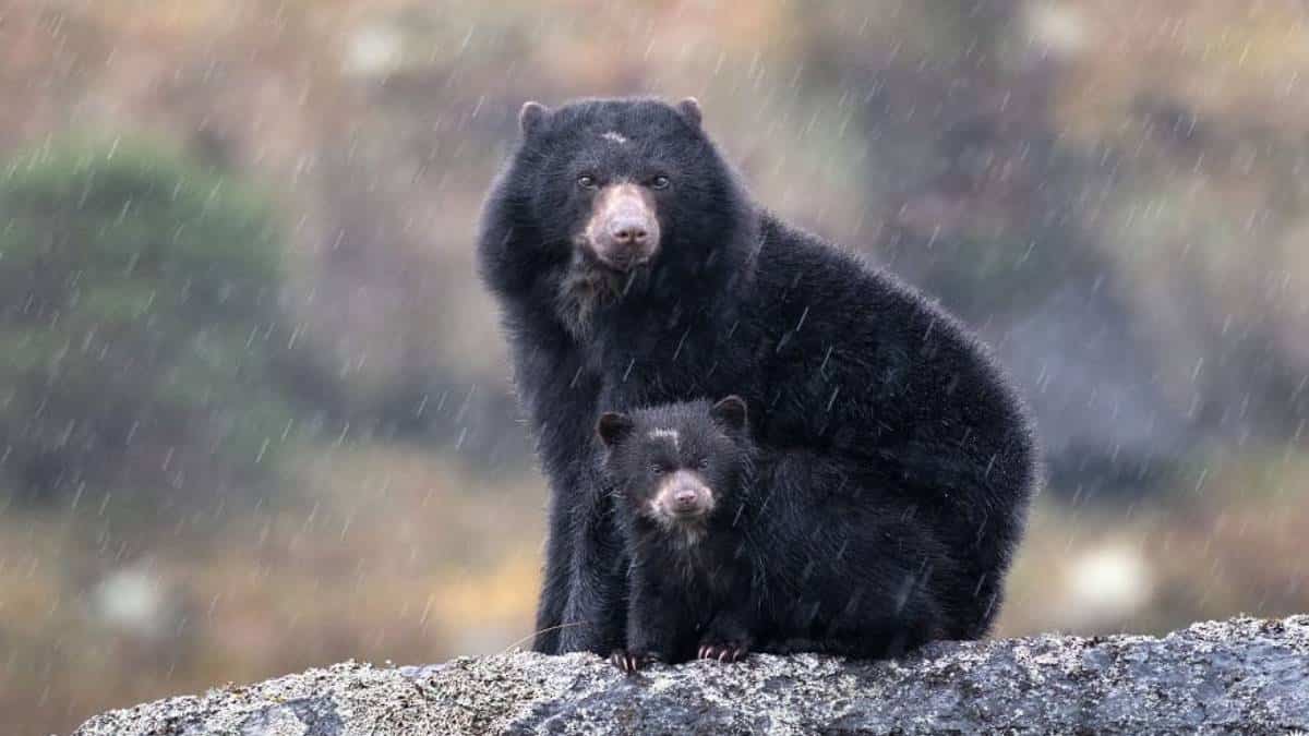 Celebra hoy el Día internacional de los Osos y #PonteLosAnteojosPorLaVida
