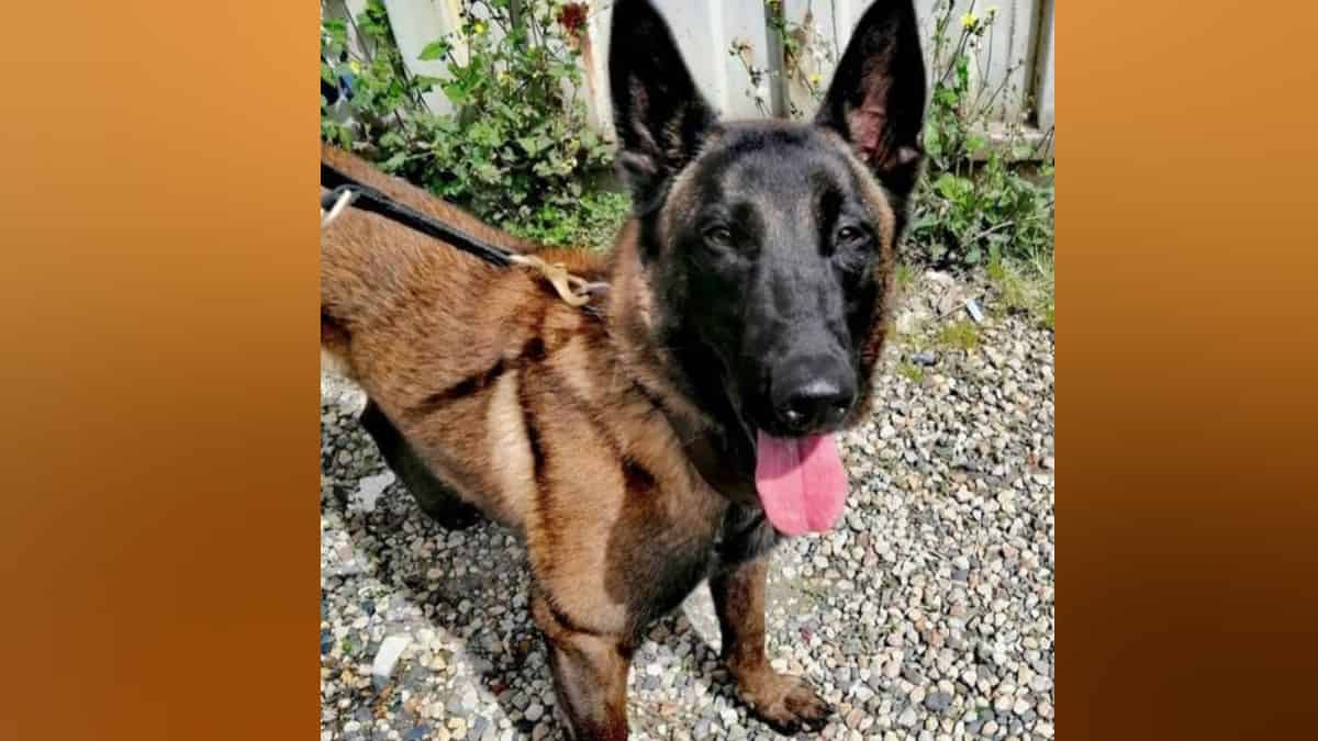 Perro de Bomebros se extravió en cerro de Guadalupe.