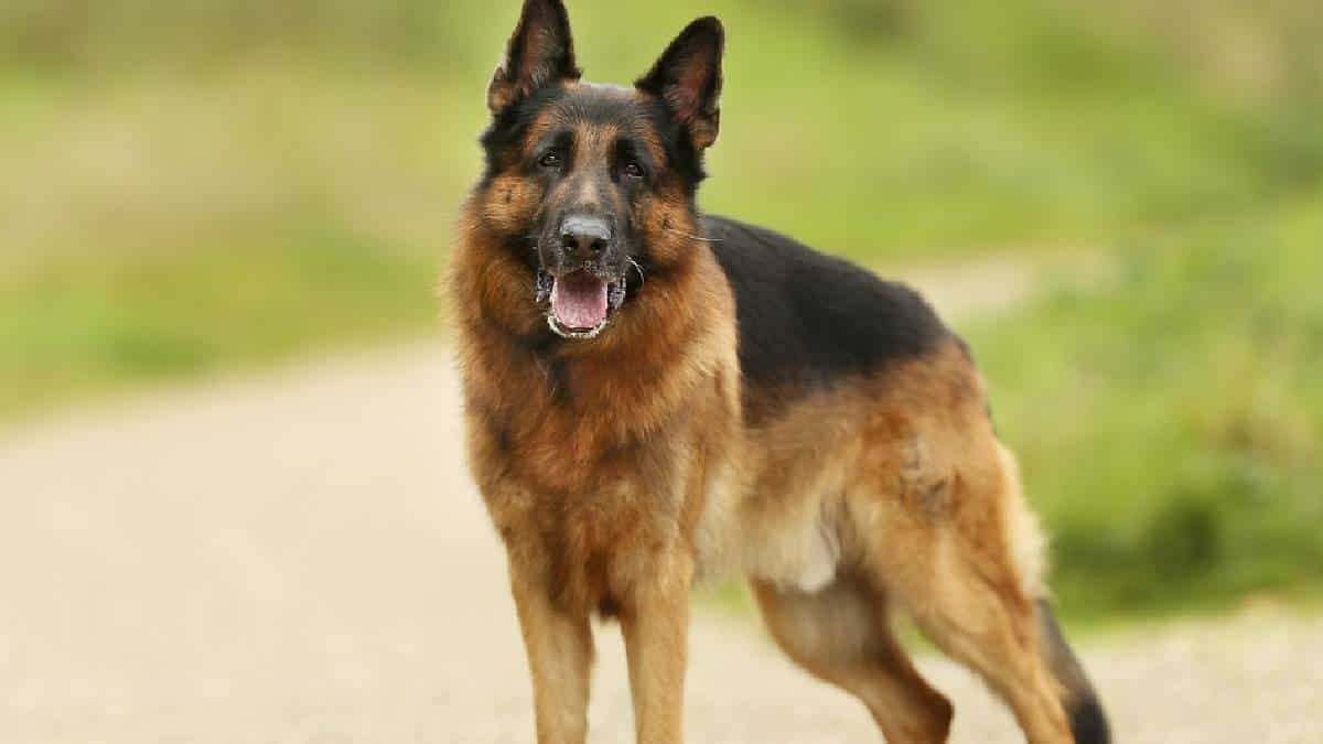 Los dos perros al frente del rescate en la tragedia de Dosquebradas