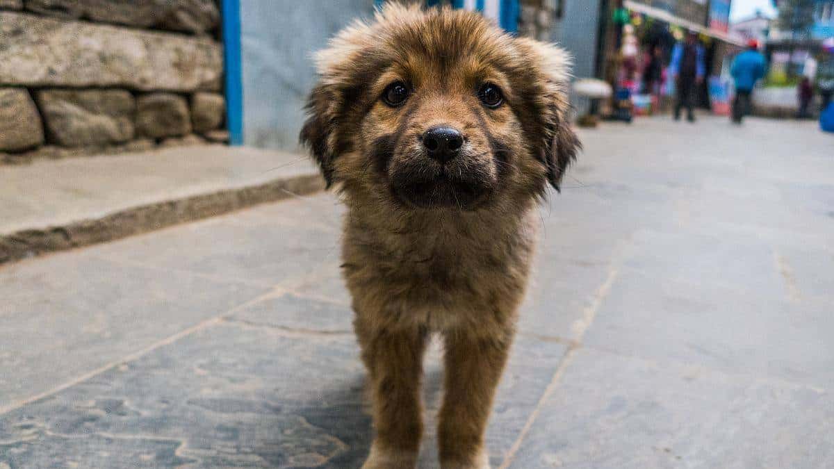 Más de 66 mil perros callejeros están en Bogotá