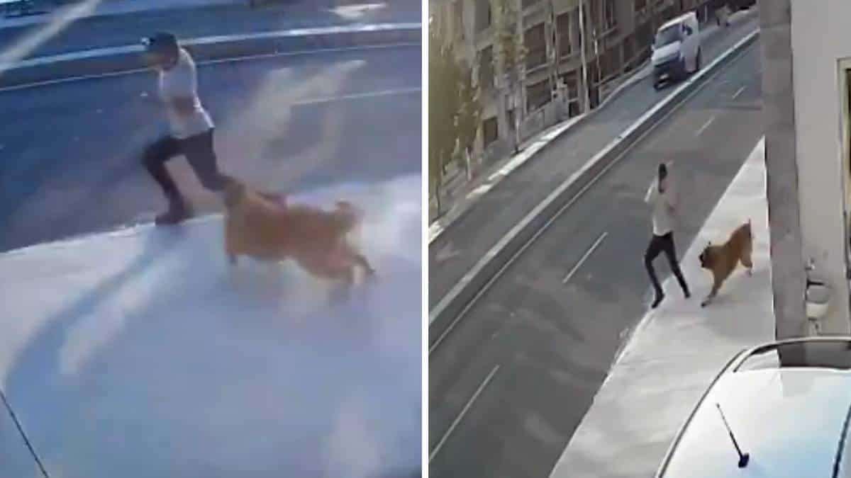 Hombre casi muere atropellado por los ladridos de un perro