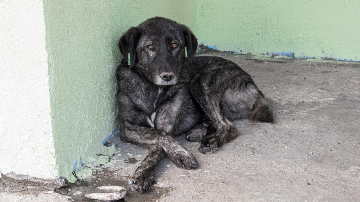 Perro se negó a abandonar el cuerpo de su amo